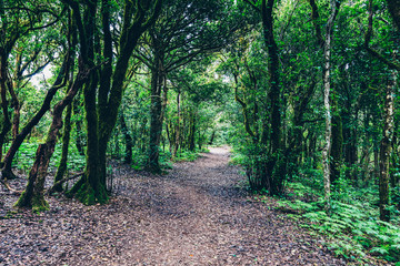 Tropical forest in Anaga, Tenerife, Canary island, Spain