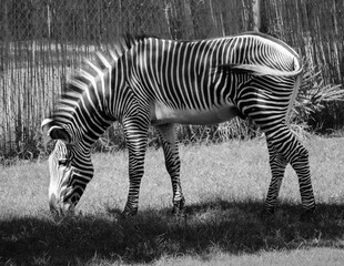 Fototapeta na wymiar Zebra black and white