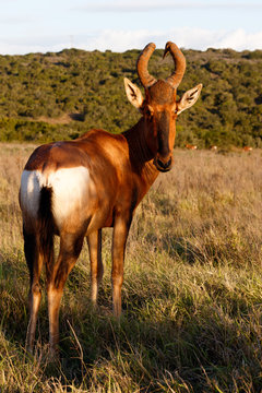 Look at The Red Harte-beest - Alcelaphus buselaphus caama