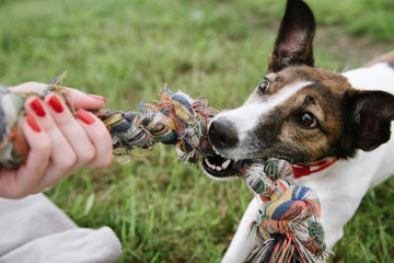 dog play with rope