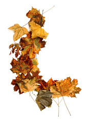 Autumn dried multicolor maple-leafs