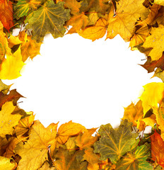 Naklejka na ściany i meble Autumn dried maple-leafs background