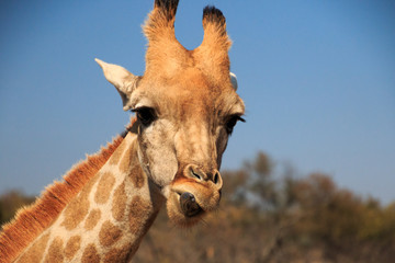 Naklejka premium Giraffe leckt sich Lippen