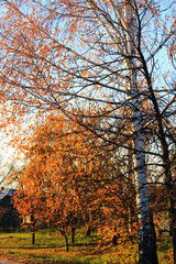 золотая осень