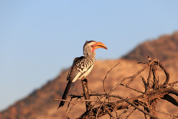 Nashornvogel hält Ausschau