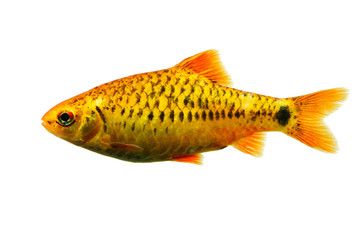 golden barb