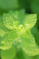 Fresh mint