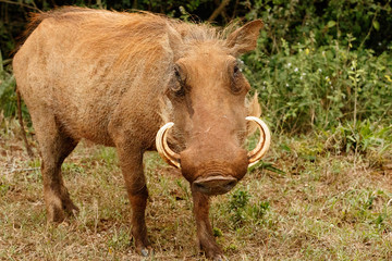 I Look - Phacochoerus africanus  The common warthog