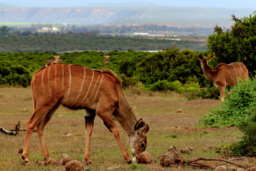 Female Kudu, South Africa