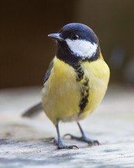 Parus major, Great tit male.