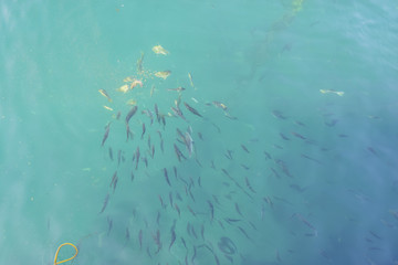 Fototapeta na wymiar Lots of fishes