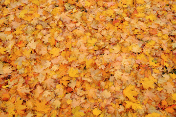  maple autumn leaves