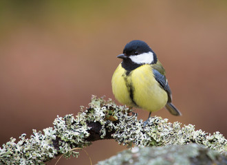 Great tit
