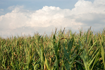The big field of the growing corn plants