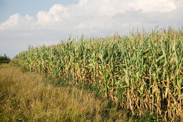 The big field of the growing corn plants