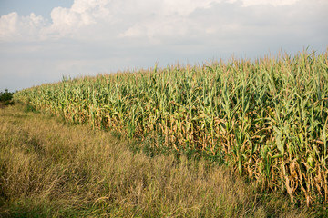 The big field of the growing corn plants