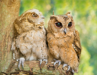 Eagle Owls