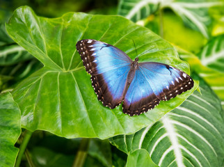 Blue Morpho Butterfly