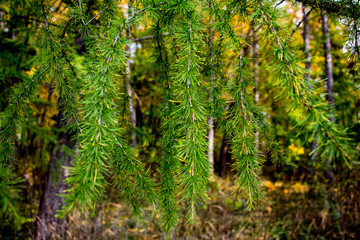 Fir branches in the autumn forest.
