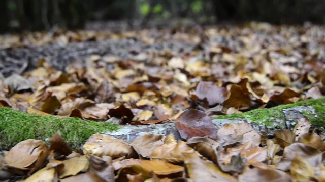 Panor&aacute;mica Oto&ntilde;o