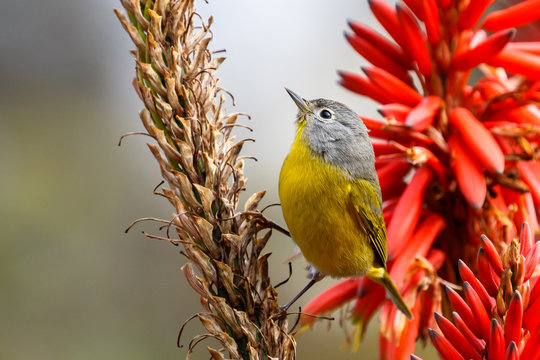 Nashville Warbler