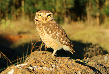 Coruja Selvagem