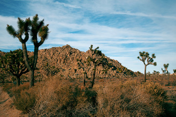 Joshua Tree