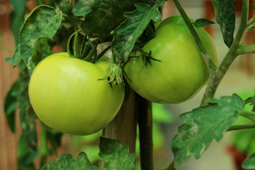 Tomates verdes