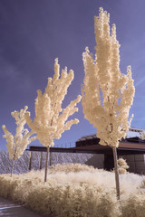 André-Citronën park in infrared