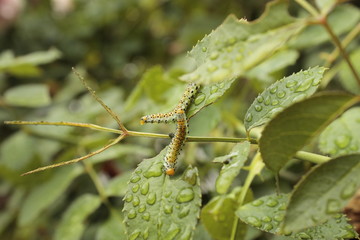 A caterpillar on a green shrub eats leaves.