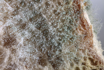 Mold on slices of bread - health problem - microscopic photo