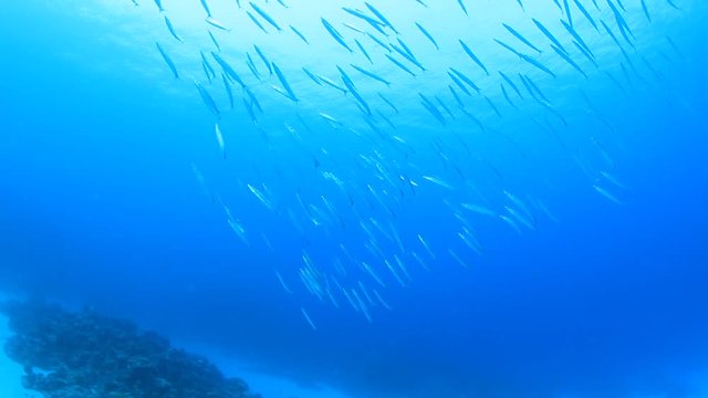 Fish school in ocean. Yellowtail Barracuda
