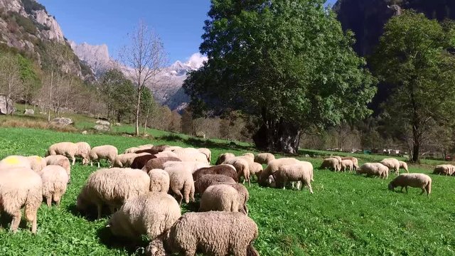 Gregge di pecore in montagna - 4K