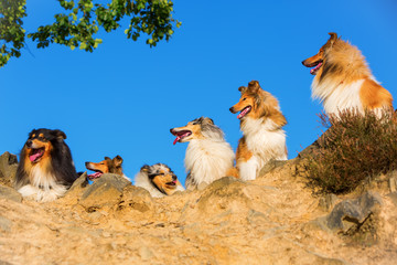 group of long hair collie dogs