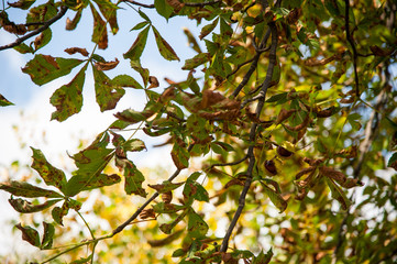 chestnuts / collecting chestnuts on a sunny autumn day