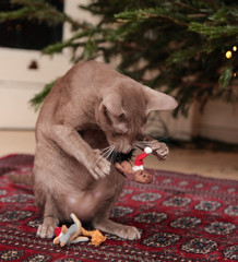 Kitty Christmas: Lilac oriental cat playing