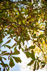 chestnuts / collecting chestnuts on a sunny autumn day
