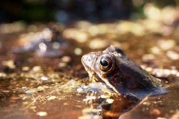 green frog in his pond