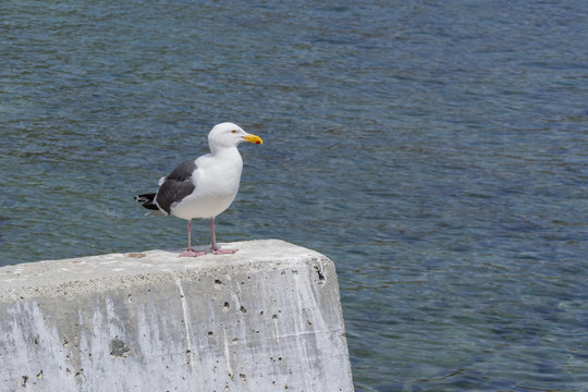 Seagull sitting on a rock