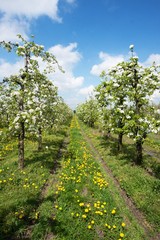 Fototapeta na wymiar blooming apple orchard in spring 1