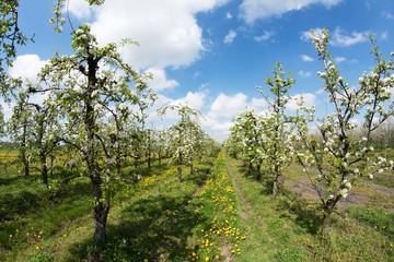 Fototapeta na wymiar blooming apple orchard in spring 2