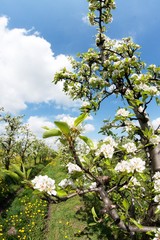 blooming apple orchard in spring 4