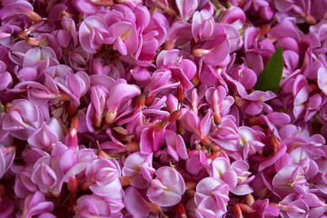Flowers pink acacia