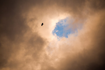 SkyBird Escape