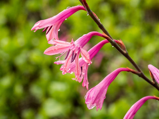Berkeley Botanical Garden