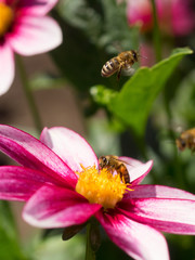 Honeybees at Work
