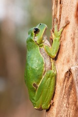 European tree frog on a reed