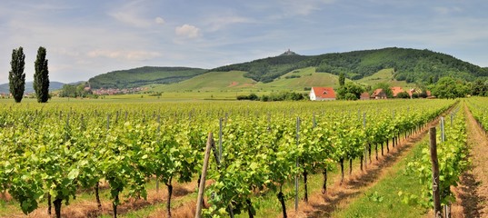 Fototapeta na wymiar La région du vignoble alsacien près d'Orschwiller