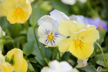 Naklejka na ściany i meble flower