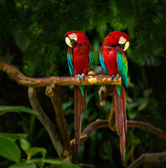Two Green Winged Macaws pair sitting on a branch with greenery in background 